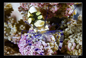 Tiny yet full of color...  Shot in Mabul.  Nikon D200+ Ni... by Andre Yanco 